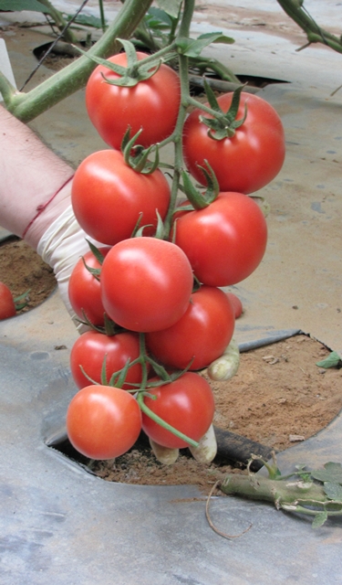 Round cluster tomato 8501-151 p1